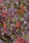 /Images/johnsonnursery/Products/Woodies/BRB_Cabernet__-_1st_Editions.jpg
