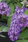 /Images/johnsonnursery/Products/Woodies/Buddleia_Flutterby_Petite_Blue_Heaven_-_Ball.jpg