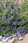 /Images/johnsonnursery/Products/Woodies/Caryopteris_Sapphire_Surf_-_1st_Editions.jpg