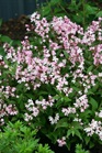 /Images/johnsonnursery/Products/Woodies/Deutzia_yuki_cherry_blossom.jpg