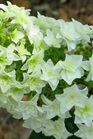 /Images/johnsonnursery/Products/Woodies/HDN_Gatsby_Stat_-_PW.jpg