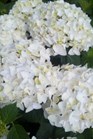 /Images/johnsonnursery/Products/Woodies/Hydrangea_Blushing_Bride.jpg