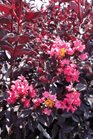 /Images/johnsonnursery/Products/Woodies/Lagerstromia_Midnight_Magic_for_web_082713.jpg
