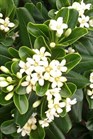 /Images/johnsonnursery/Products/Woodies/P__LA_Green_for_web.jpg