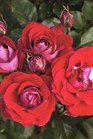 /Images/johnsonnursery/Products/Woodies/ROS_Take_it_Easy_-_Weeks_Roses.jpg