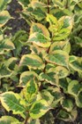/Images/johnsonnursery/Products/Woodies/WGL_Rainbow_Sensation_-_1st_Editions.jpg