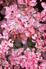 /images/johnsonnursery/Products/pics/1072-1.jpg