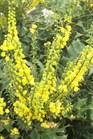 /images/johnsonnursery/Products/pics/1472-1.jpg