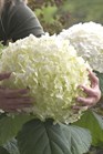 /images/johnsonnursery/Products/pics/2267-1.jpg