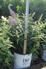 /images/johnsonnursery/Products/pics/694-1.jpg
