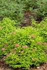 /images/johnsonnursery/Products/pics/989-1.jpg