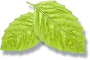 Atlantic Shores Environmetnal Services