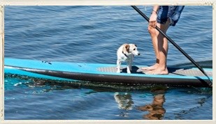 Paddleboard