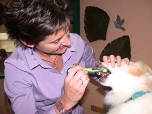 The Sound Cat Veterinary Hospital Dental Hygiene