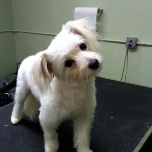 Coventry Animal Hospital Grooming Photos